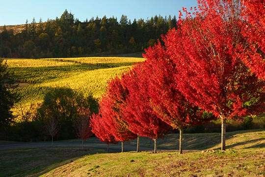 Country landscape on a sunny day with a row of vibrant red trees